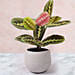 Maranta Potted Plant