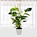 White Anthurium Plant In Pineapple Design Pot