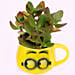 Smiley Pot of Crassula Plant