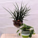 Combo of Sansevieria and Money Plants