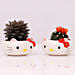 Echeveria and Cactus in Hello Kitty Pot