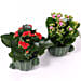 2 Kalanchoe Plants In Cactus Design Pots