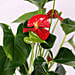 Red Anthurium In Ceramic Pot
