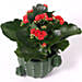 Bright Kalanchoe Plant In Cactus Design Pot