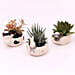 Set of 3 Plants in Animal Design Pots