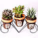 Set of 3 Plants in Triplet Pot Base