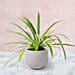 Chlorophytum Plant In Pineapple Shaped Pot