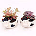 Fittonia and Echeveria Plants in Cow Design Pots