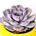 Purple Echeveria in Duck Face Pot