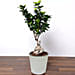 Ficus Bonsai Plant In Ceramic Pot and Chocolates