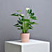 White Anthurium Plant
