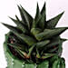 Gaster Haworthia in Cactus Design Pot