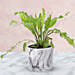 Potted Asplenium Nidus Plant