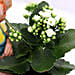 Kalanchoe Plant in Cute Baby Cart Pot