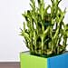 3 Layer Bamboo Plant For Birthday