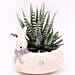 Haworthia Plant In Rabbit Design Pot