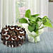 Money Plant and Blackforest Cake Combo