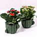 2 Kalanchoe Plants In Cactus Design Pots