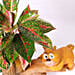 Beautiful Aglaonema Plant in Bear Design Pot