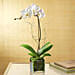 White Orchid Plant In Glass Vase