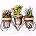 Set of 3 Plants in Triplet Pot Base