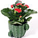 Bright Kalanchoe Plant In Cactus Design Pot