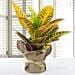 Codiaeum Petra Plant with Jute Wrapped Pot