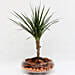 Dracaena Plant In Clear Glass Pot