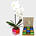 White Phalaenopsis Plant and Godiva Chocolates