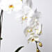 White Phalaenopsis Plant For Birthday