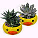 Frog Face Pots with Plants