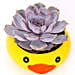 Purple Echeveria in Duck Face Pot
