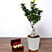 Ficus Bonsai Plant In Ceramic Pot and Chocolates
