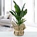 Jute Wrapped Aglaonema Plant