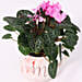Cyclamen Plant In Ceramic Pot