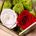 Red and White Roses In Designer Base
