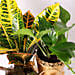 Croton Petra and  Money Plant Combo
