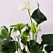 White Anthurium Plant In Pineapple Design Pot