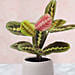 Maranta Potted Plant