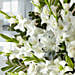 Luxurious White Flowers