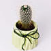 Cactus Plant in Ceramic Pot